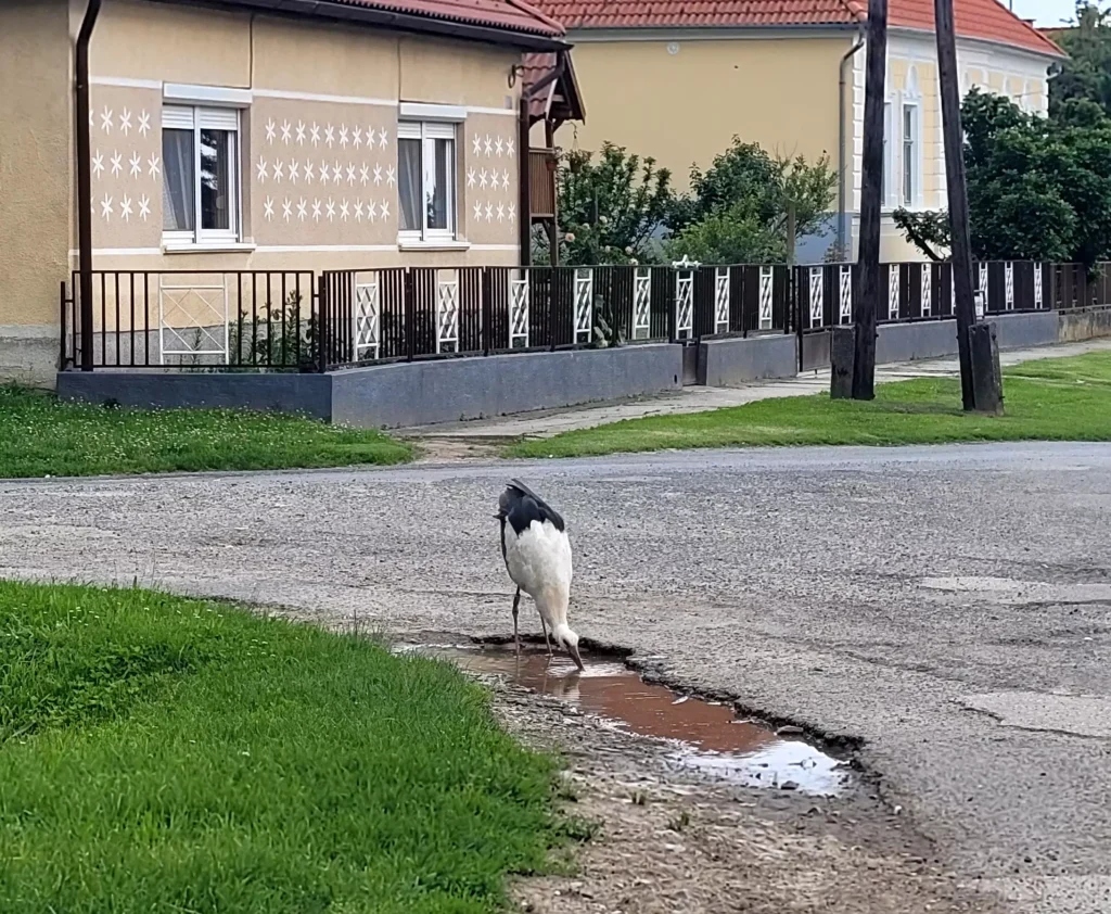 Blog-4-Vadallatok-es-emberek