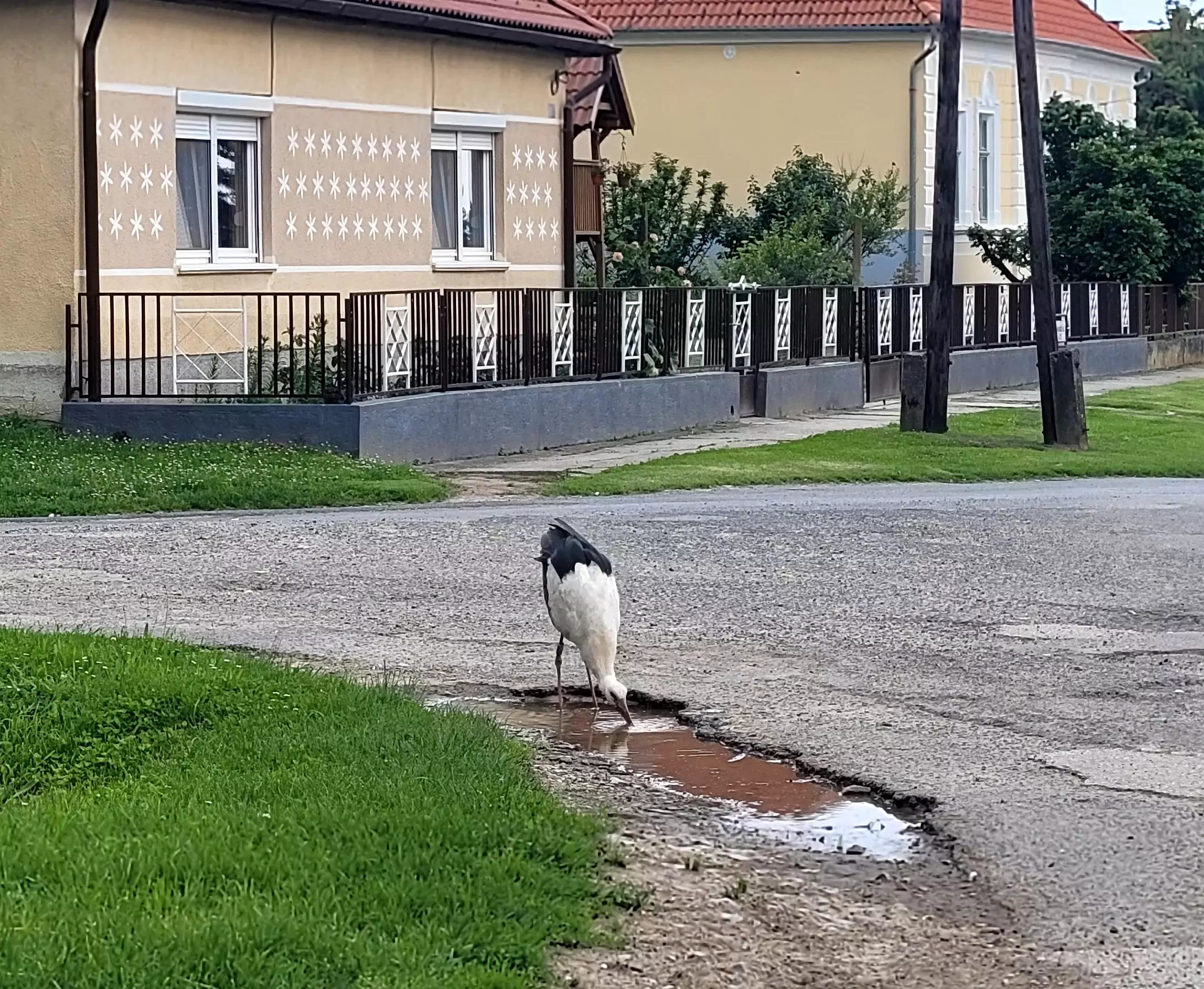 Blog-4-Vadallatok-es-emberek