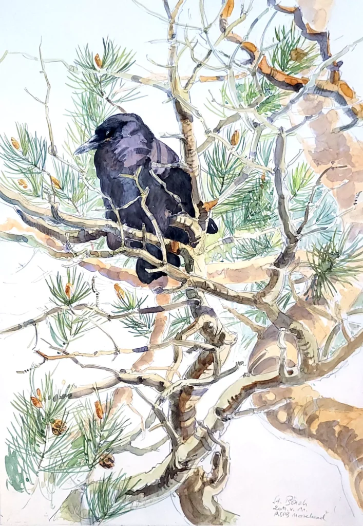 Fiatal vetési varjú fenyöfán, RSPB védett terület _Mersehead_, Skócia, ceruza és akvarell