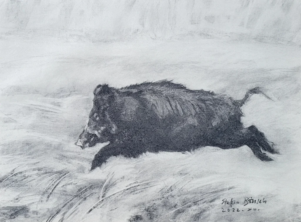 Futó süldö kan, szénrajz