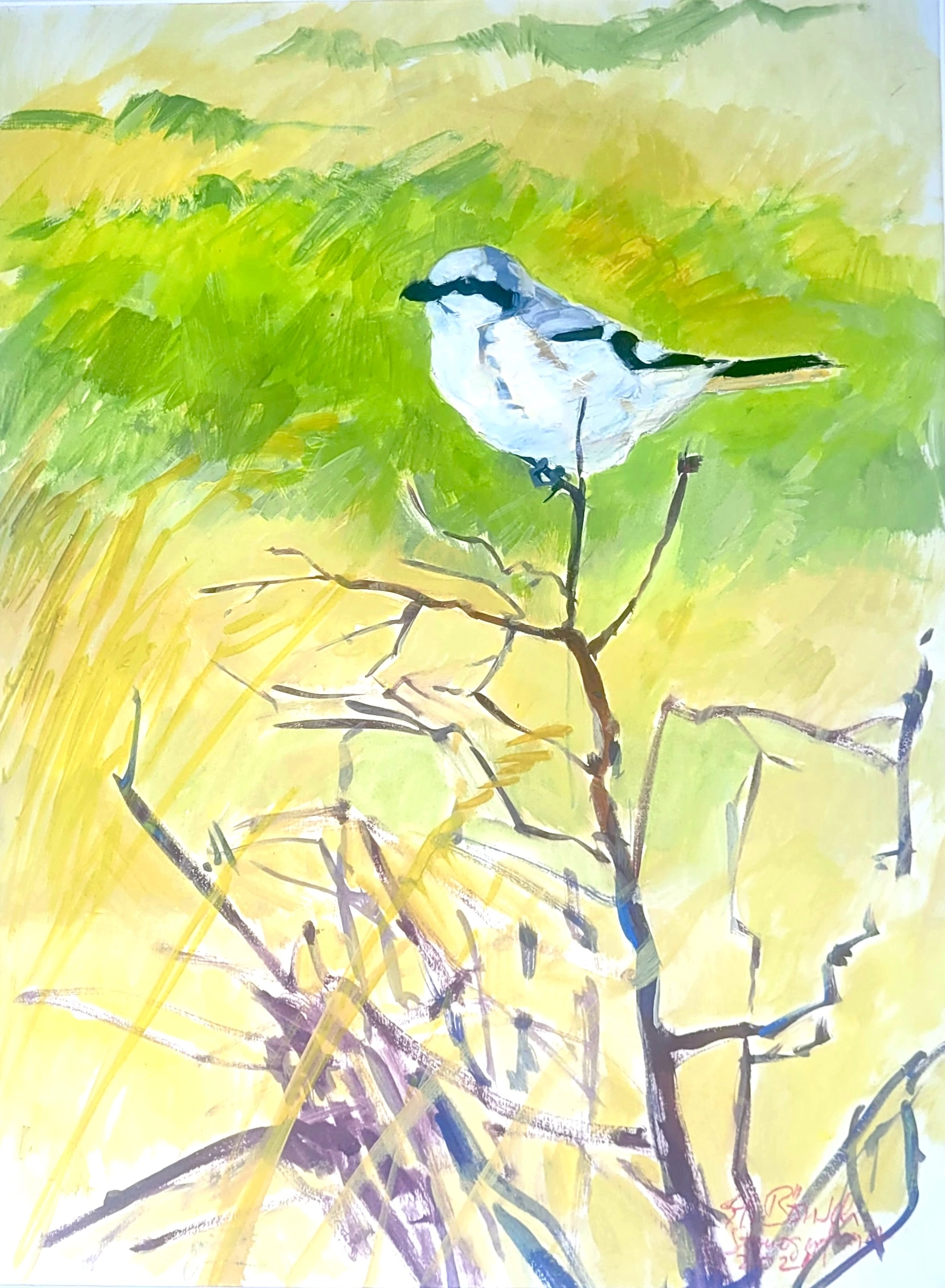 Nagy Örgébics galagonya bokorban, Somogyfajsz, Somogy Megye, gouache