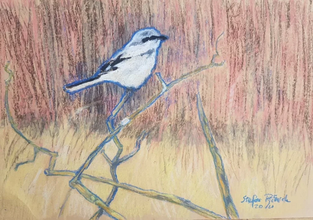 Nagy Örgébics szárasz legelőtéren, Somogyfajsz, Somogy Megye