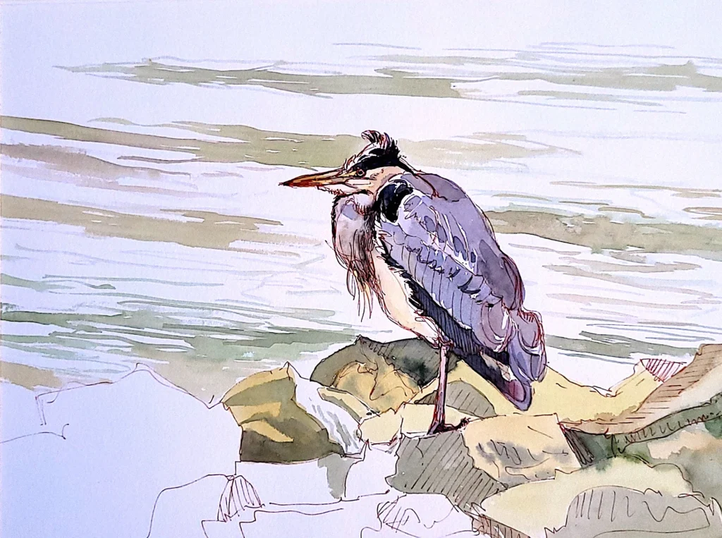 Szürke gém a Rajna partján Bonn mellett